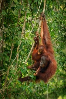 Orangutan bornejsky - Pongo pygmaeus - Bornean Orangutan o9436